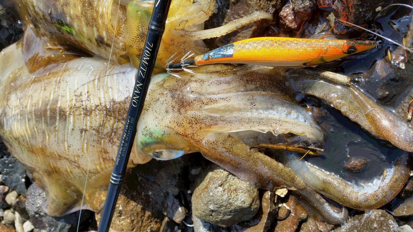 Calista 710M TZ/NANO coming soon!! | YAMAGA Blanks