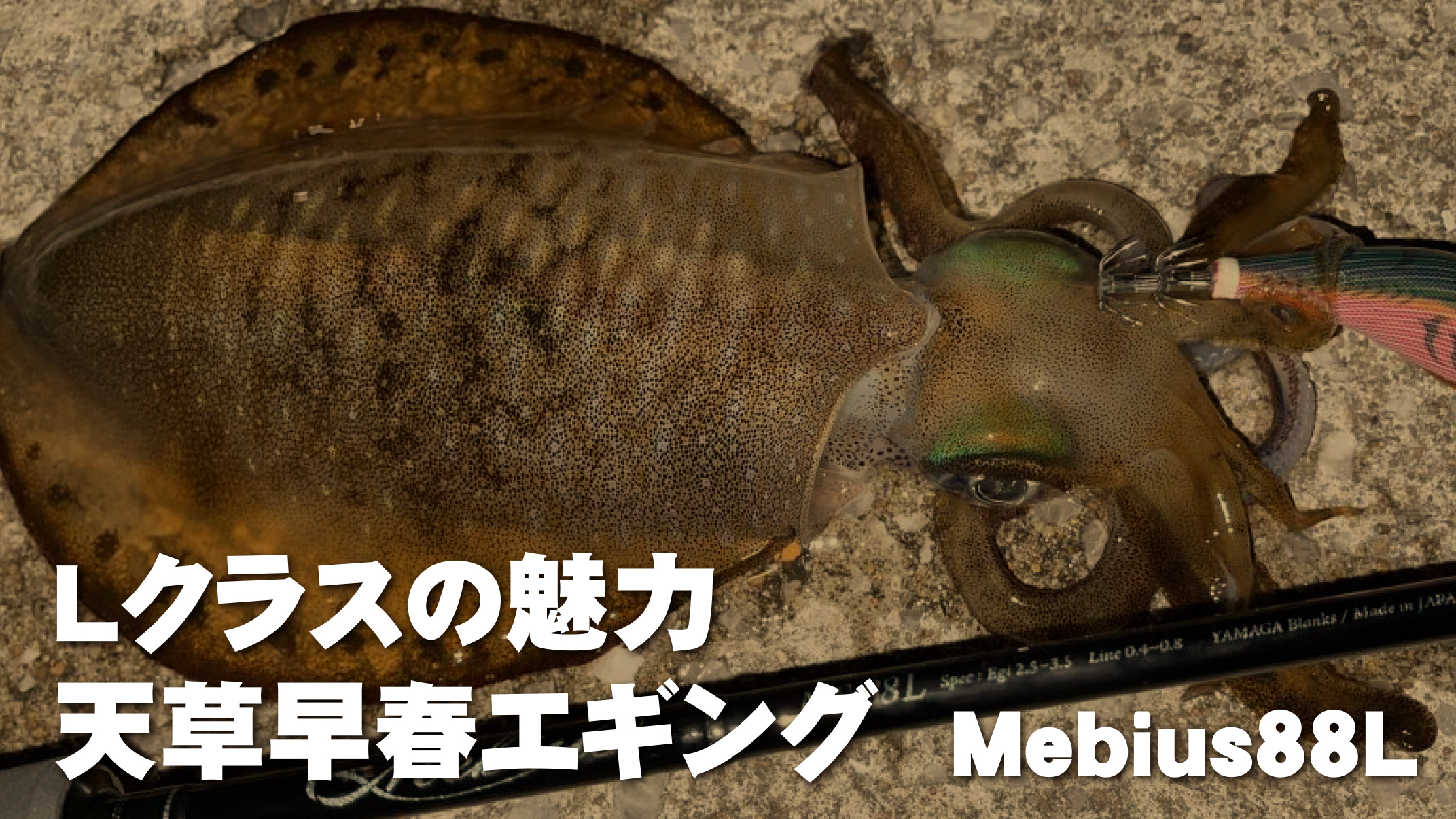 【YBスタッフレポート】Mebius88L・天草早春エギング