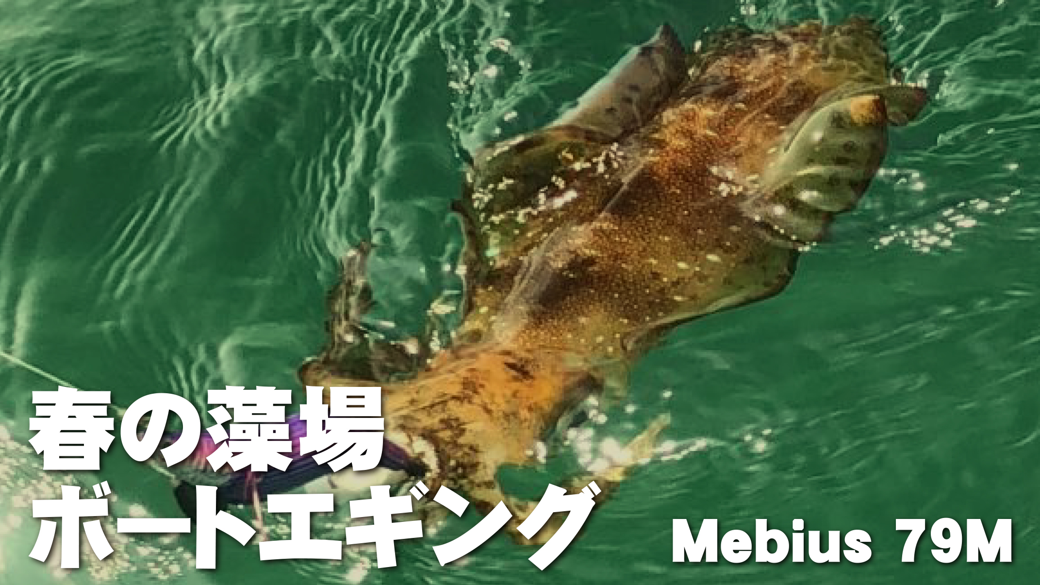 【YBスタッフレポート】Mebius79Mを使用した、春の藻場ボートエギング