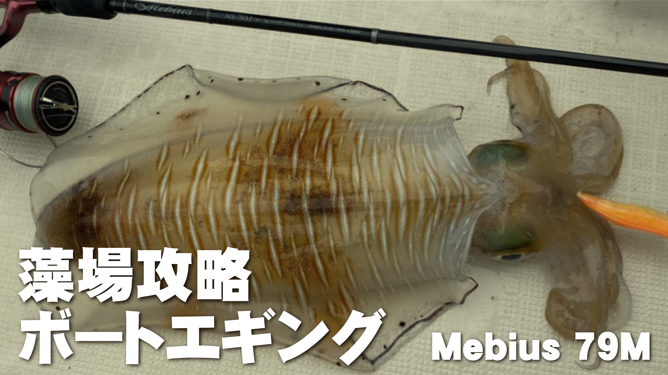 【フィールドスタッフレポート】『藻場のボートエギング』Mebius79M　