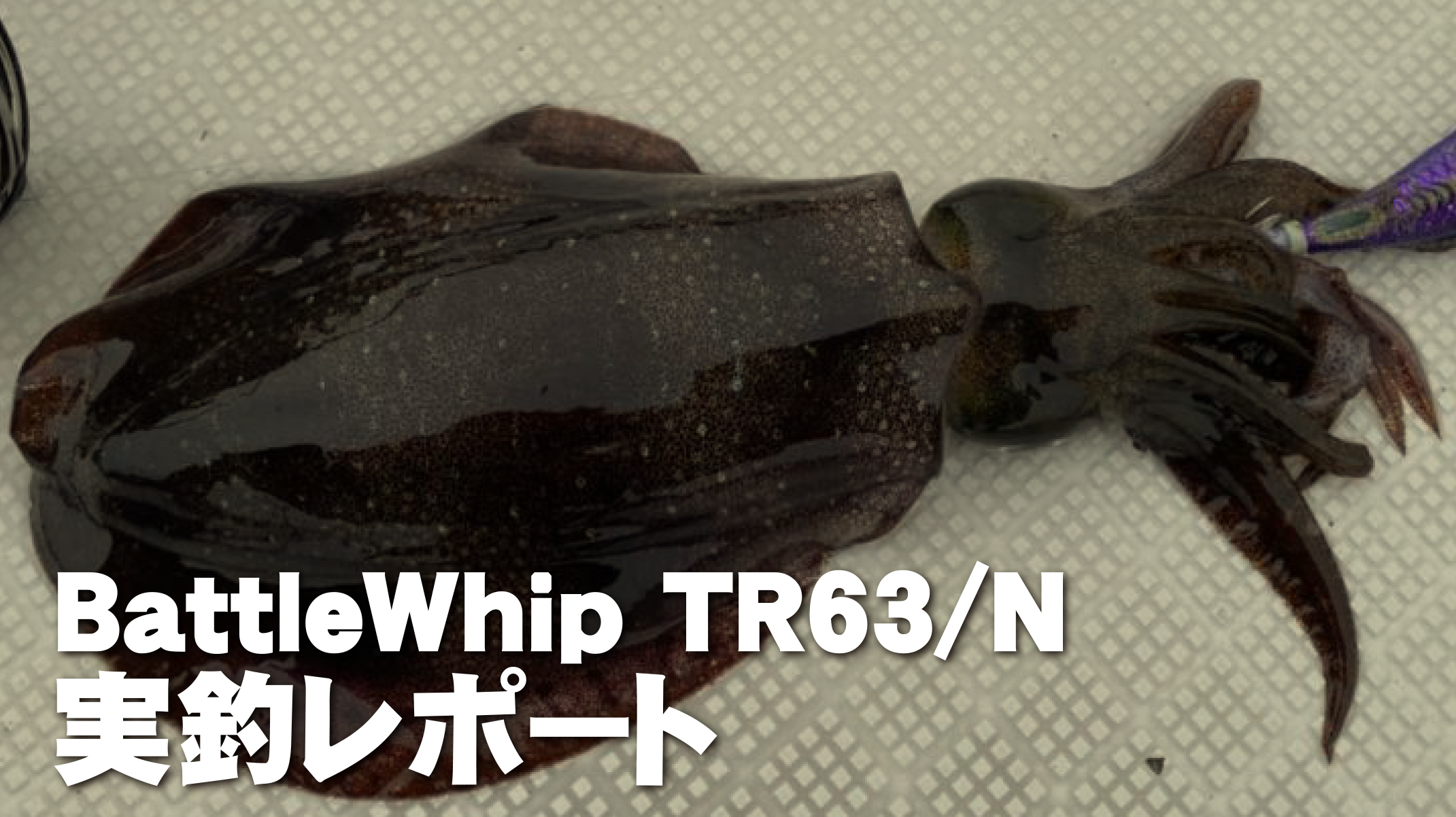 【フィールドスタッフレポート】『ティップラン調査へ』BattleWhip TR63/N