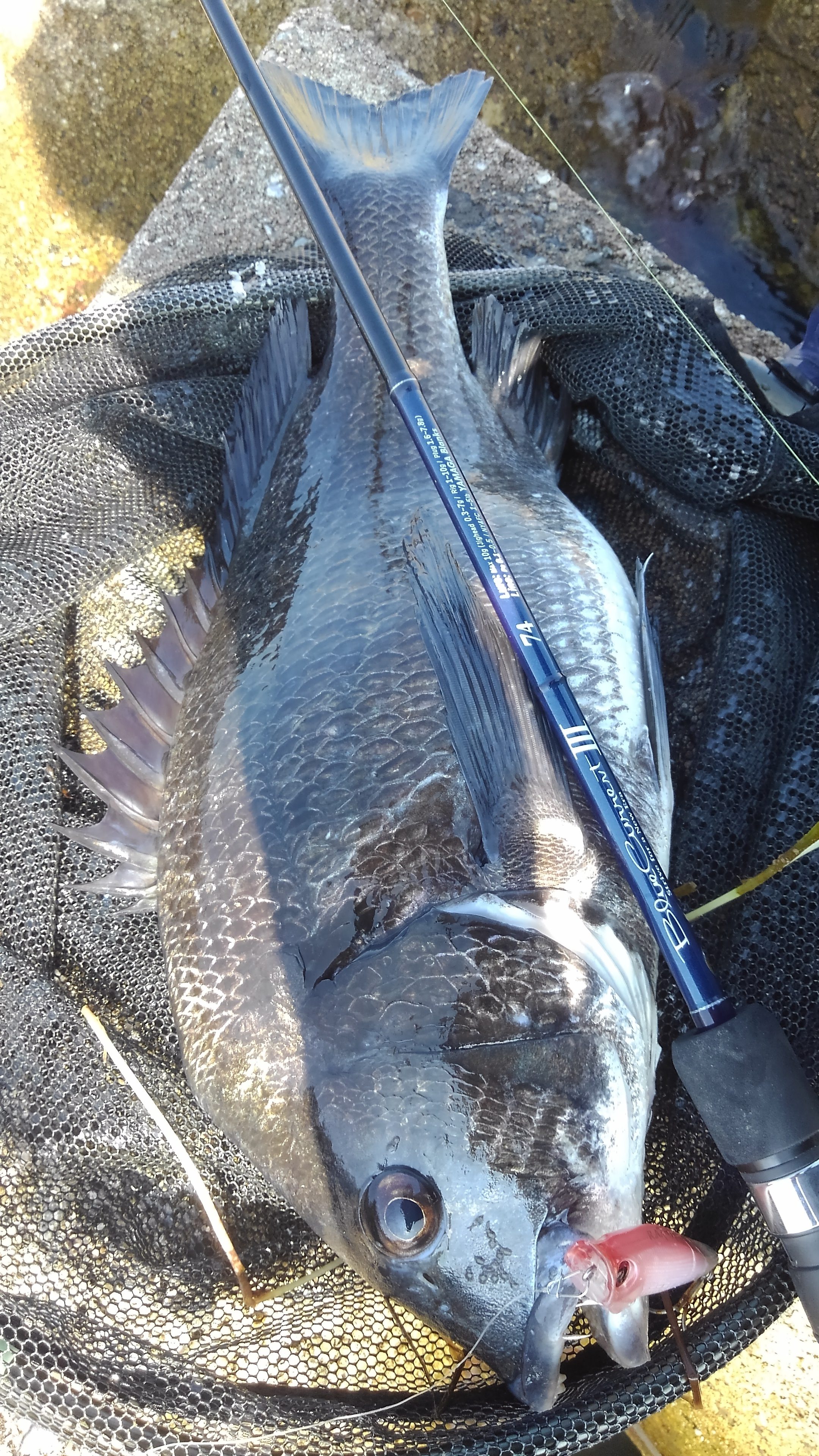 ヤマガブランクス ブルーカレント3 510 - ロッド、釣り竿