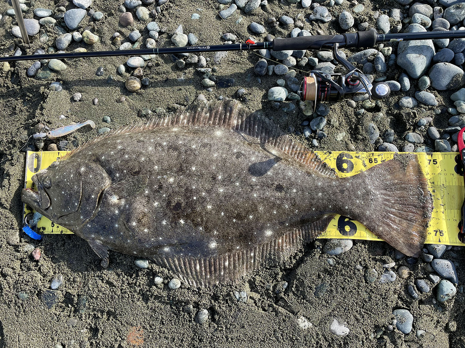 神奈川】サーフ・座布団ヒラメ EARLY for Surf 99ML | YAMAGA Blanks