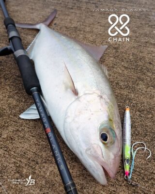 Lupus | YAMAGA Blanks